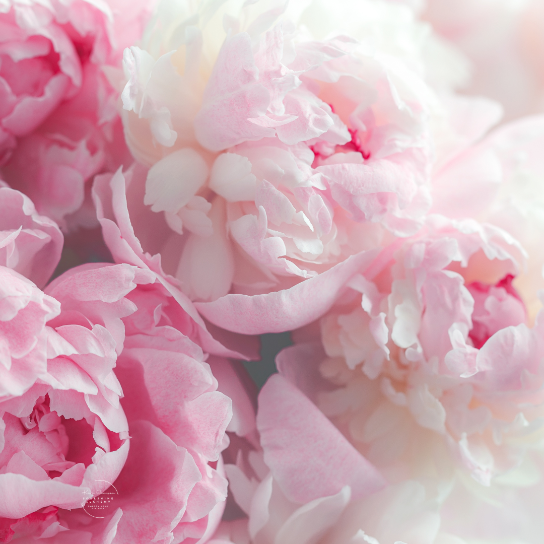 peony.png