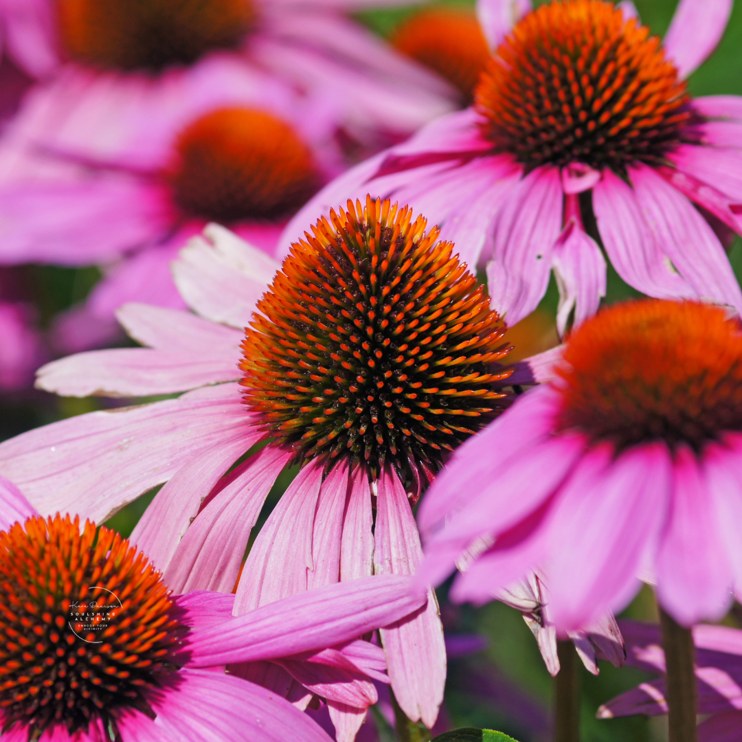 echinacea.png