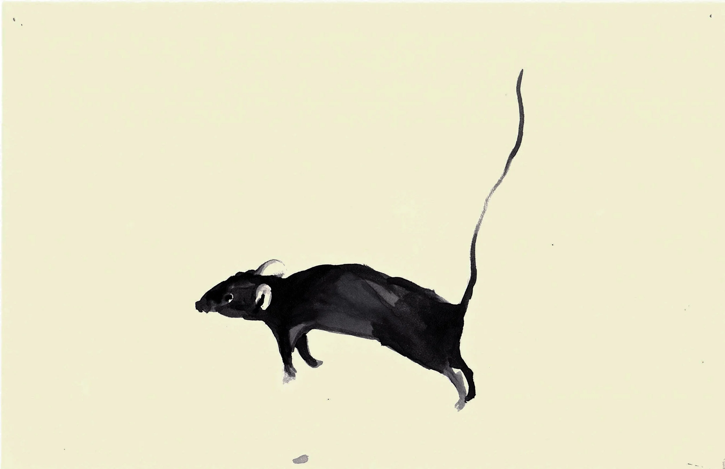 mice40.jpg