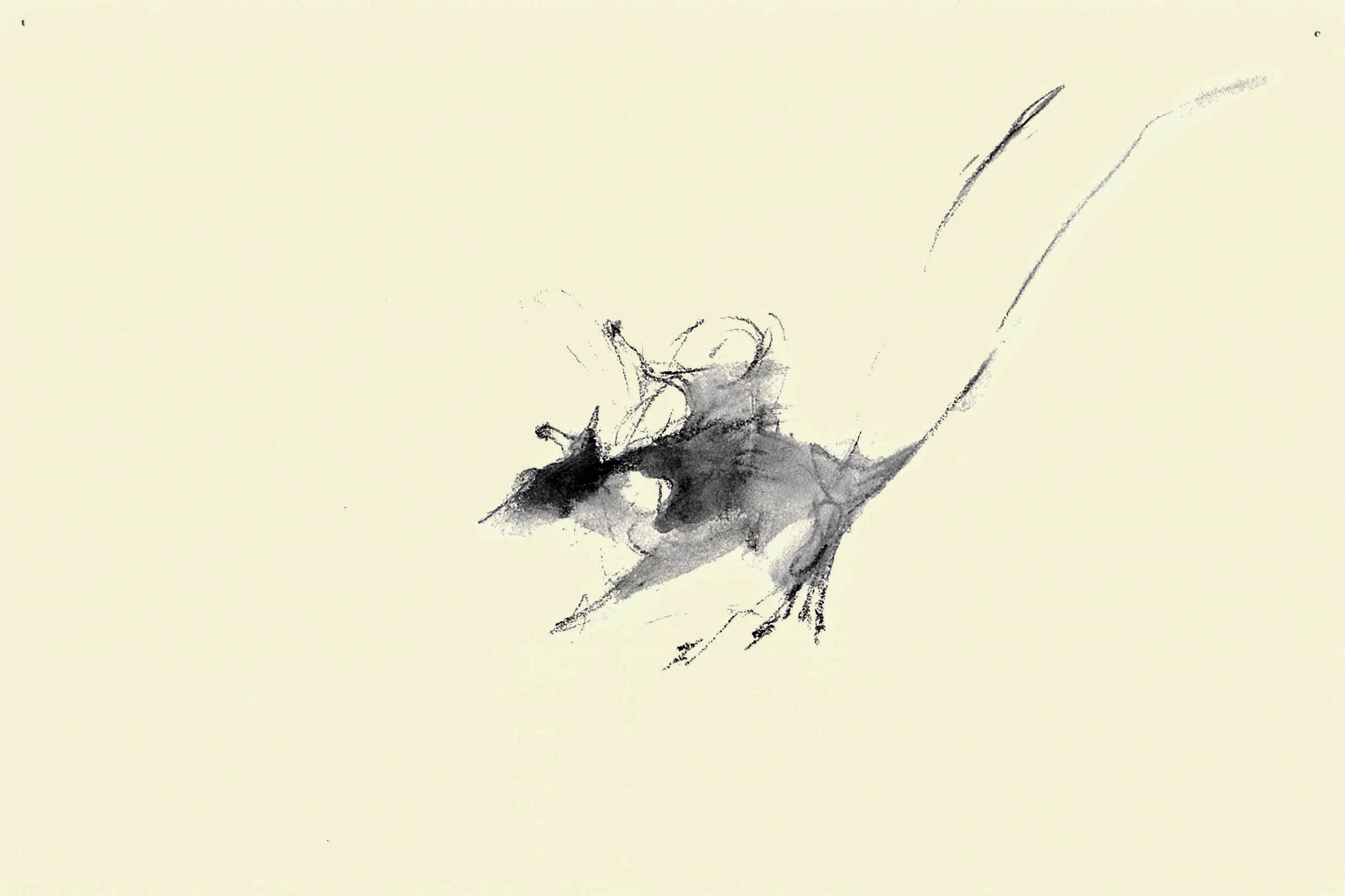 mice44.jpg