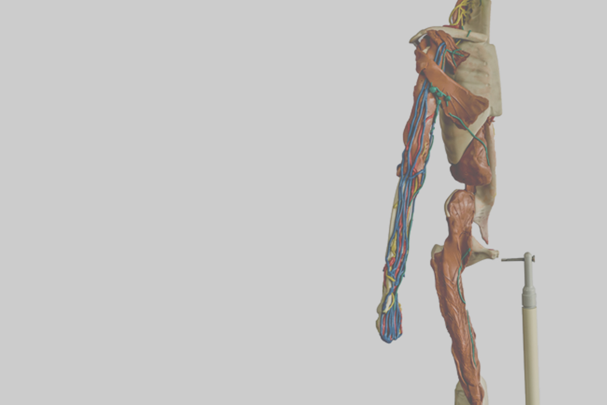 anatomy 3d.jpg