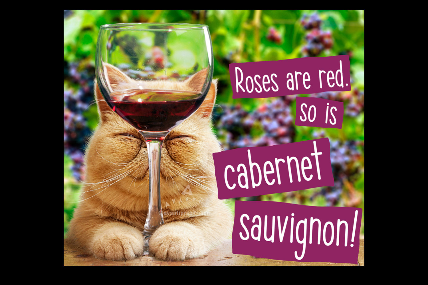 cat-wine.png