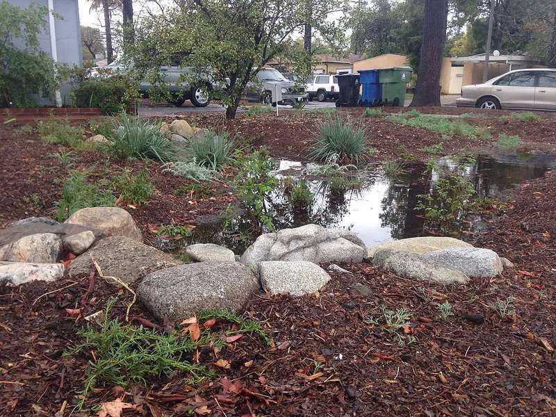 7807-Ranchito_rain-garden.jpg