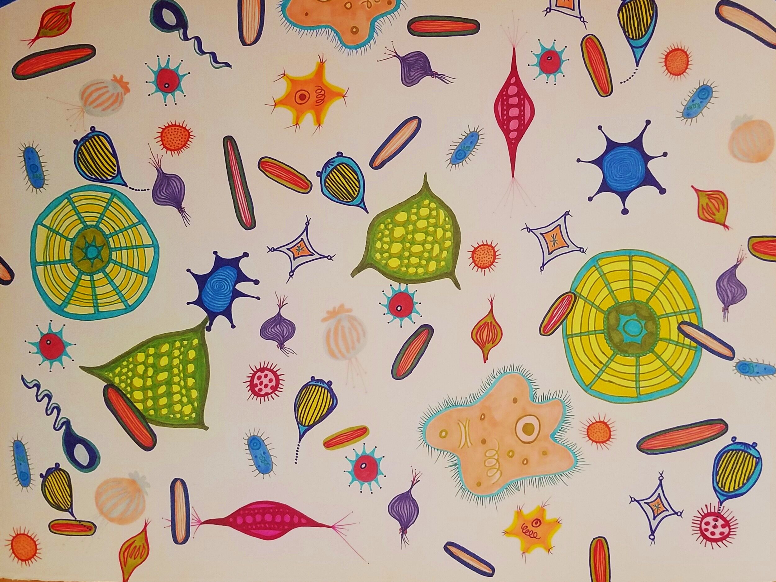 diatoms+and+friends+multicolor.jpg