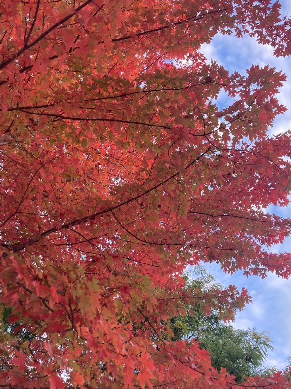 fall-tree.png