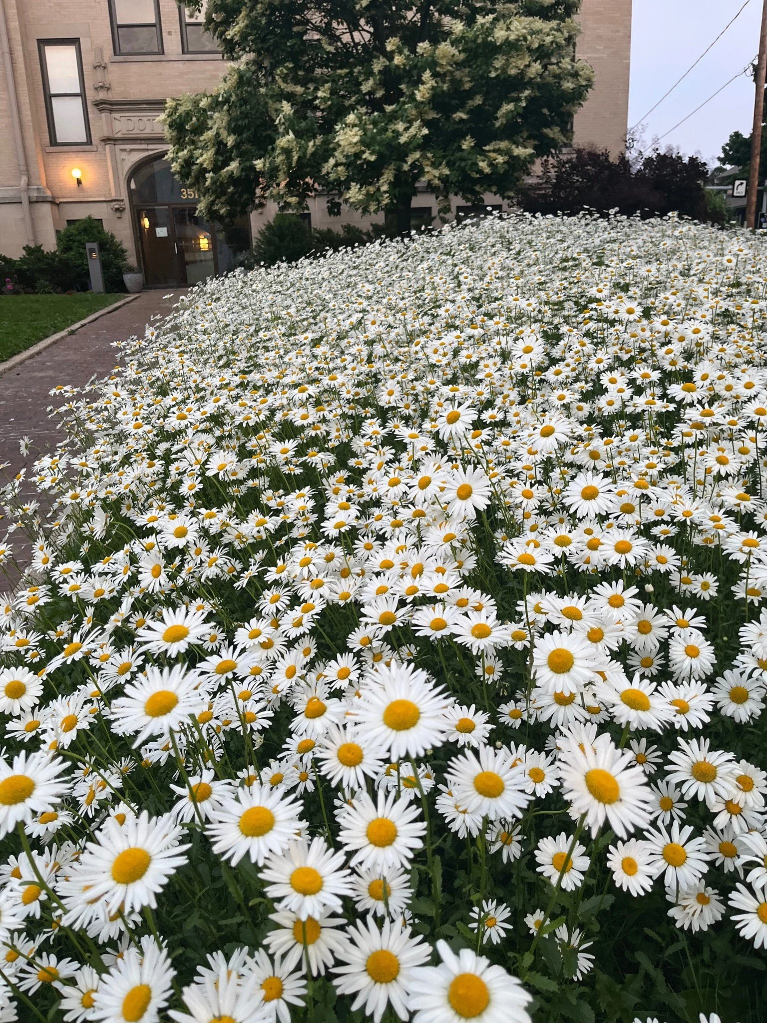 daisies.jpg