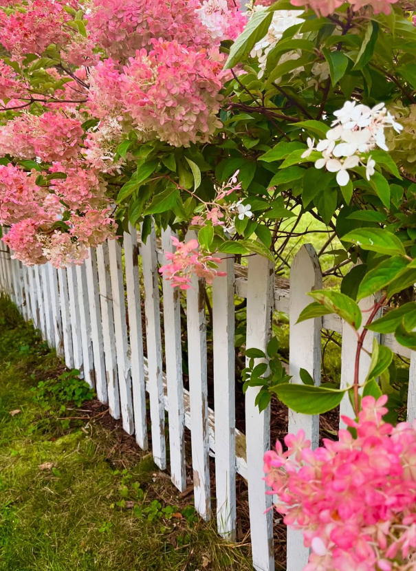 hydrangea.png