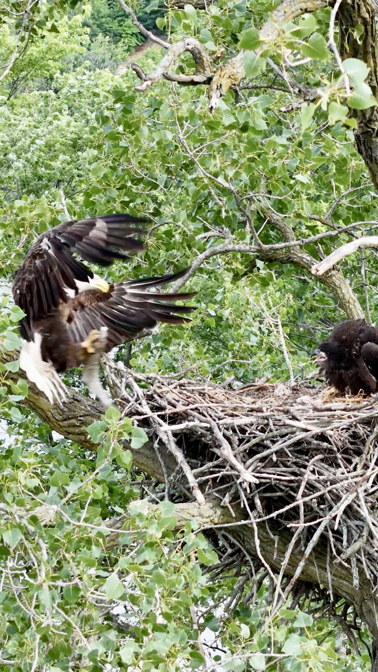 Mid Air Delivery.jpeg