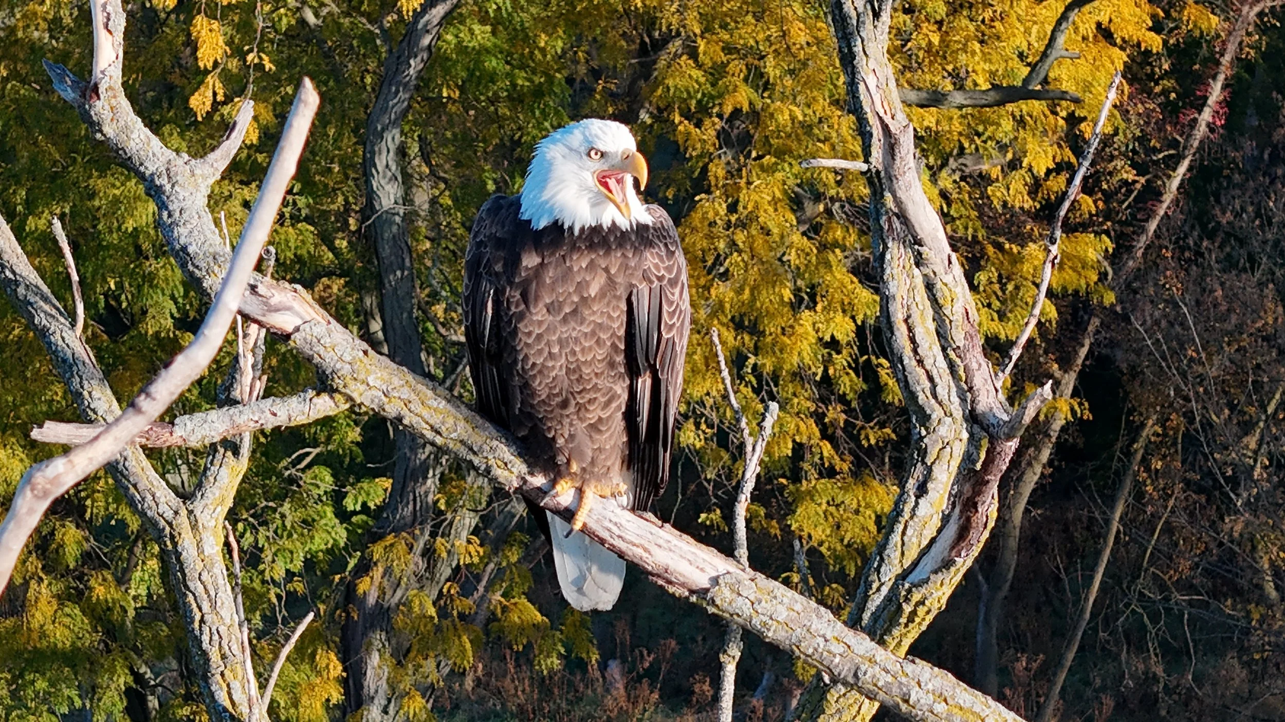 An adult bald eagle perched on a tree branch in a forest with yellow and green foliage, with its beak open.