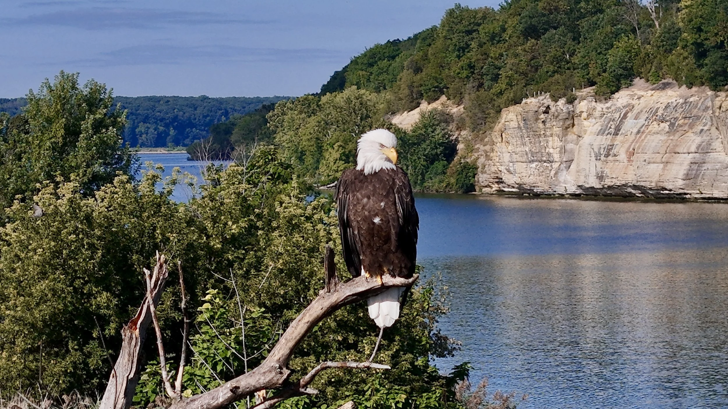 Bald eagle perched on a tree branch overlooking a river, with rocky cliffs of Buffalo Rock State Park and green trees in the background under a blue sky.