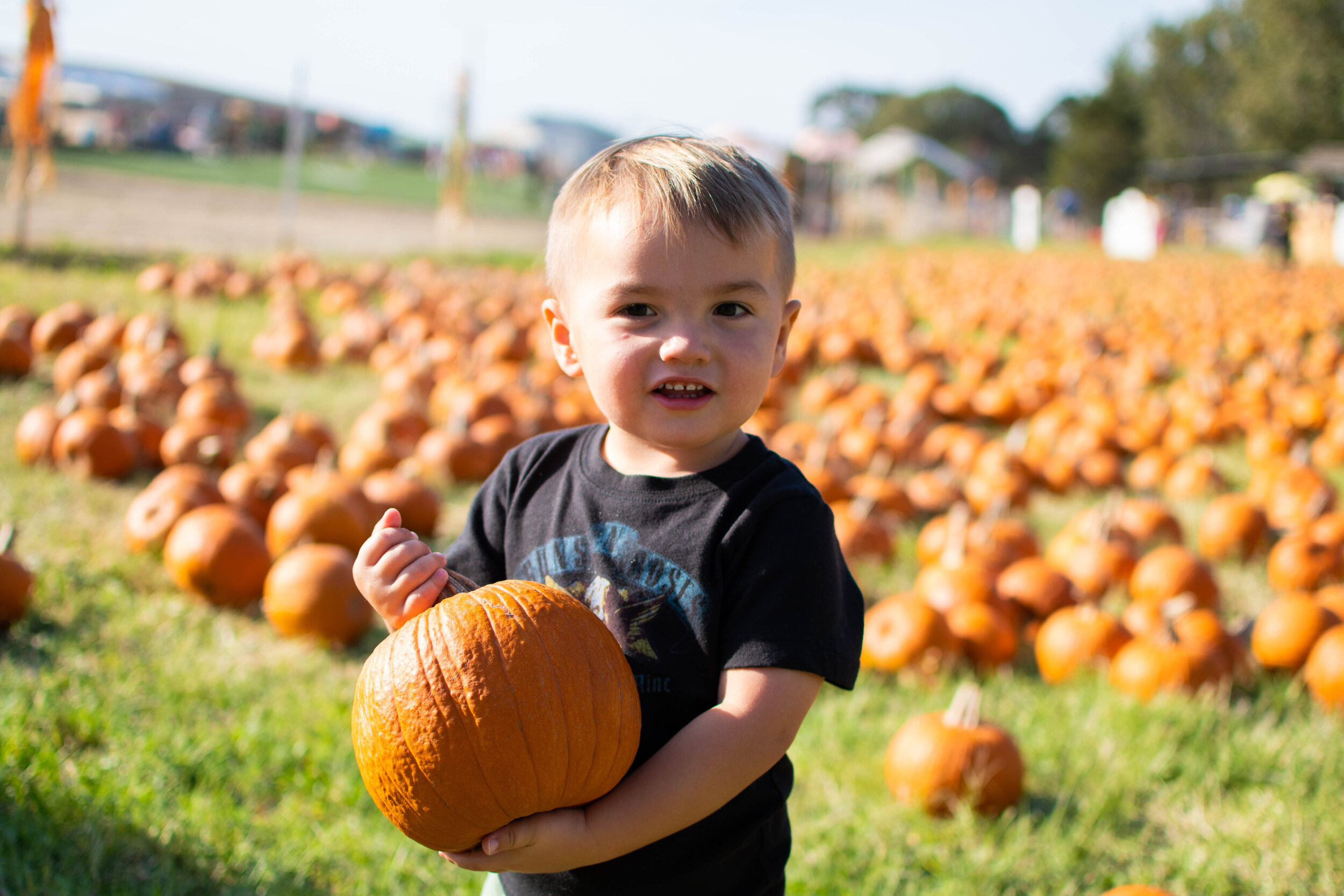 Pumpkin patch-2.jpg
