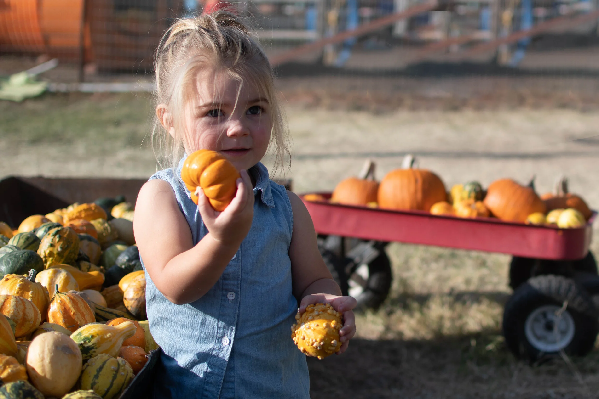 Pumpkin patch-21.jpg