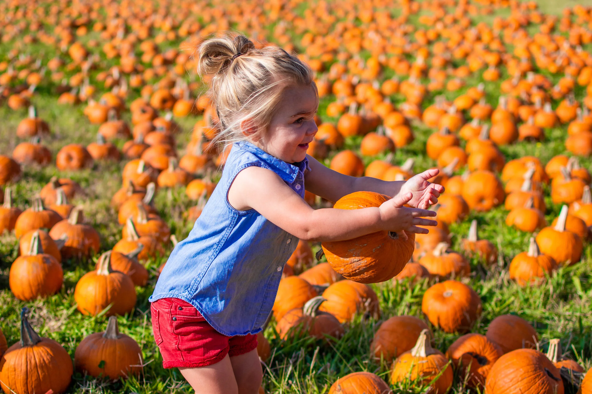 Pumpkin patch-6.jpg