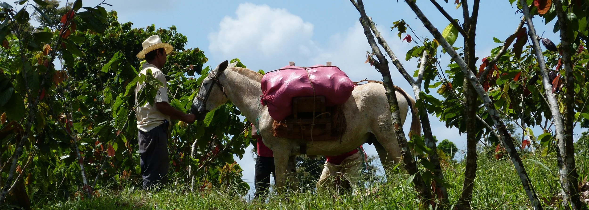 Producer with horse.jpg