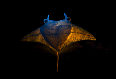 Stingray