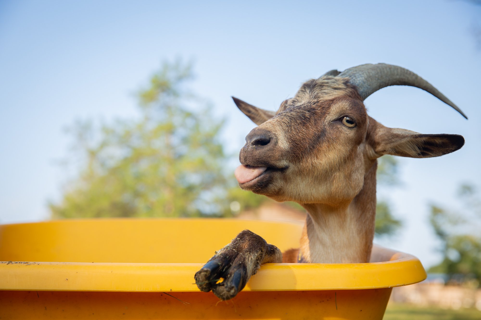  “Not all goats are friendly. They’re friendly here because they spend a lot of time with humans because we treat them like pets,” said Vergara. 