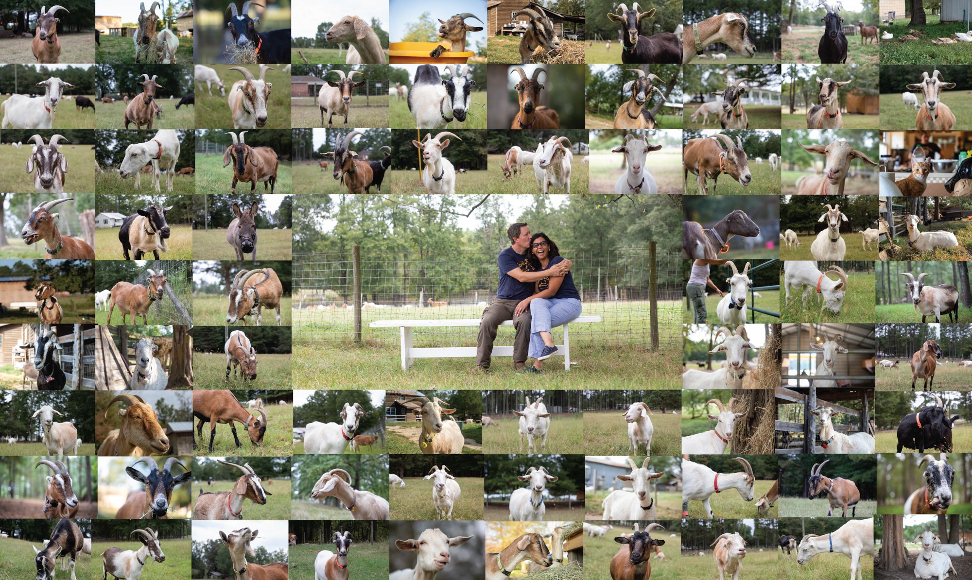  Domville and Vergara are able to identify each of their goats in addition to their cats, ducks, and donkeys.    “We want to have a child one day, maybe not now, but once we feel more stable to do so. But for now, we have our family,” said Vergara. 