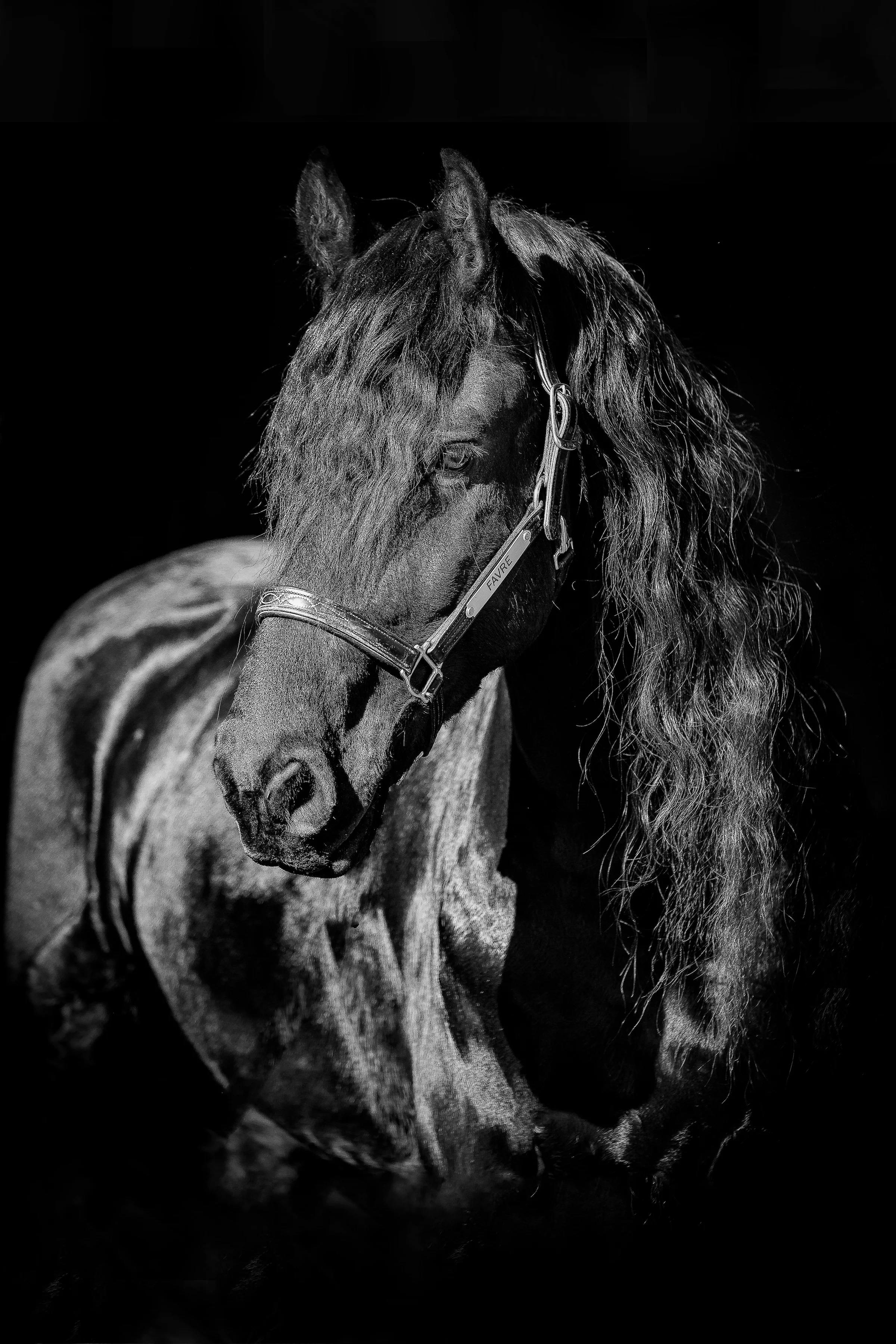 Cathy Yozipovic - Favre 24 x 36 final.jpg