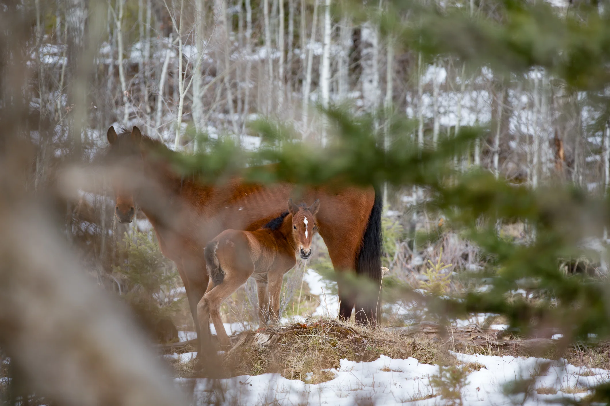 Wild Horses May 2019-1.jpg