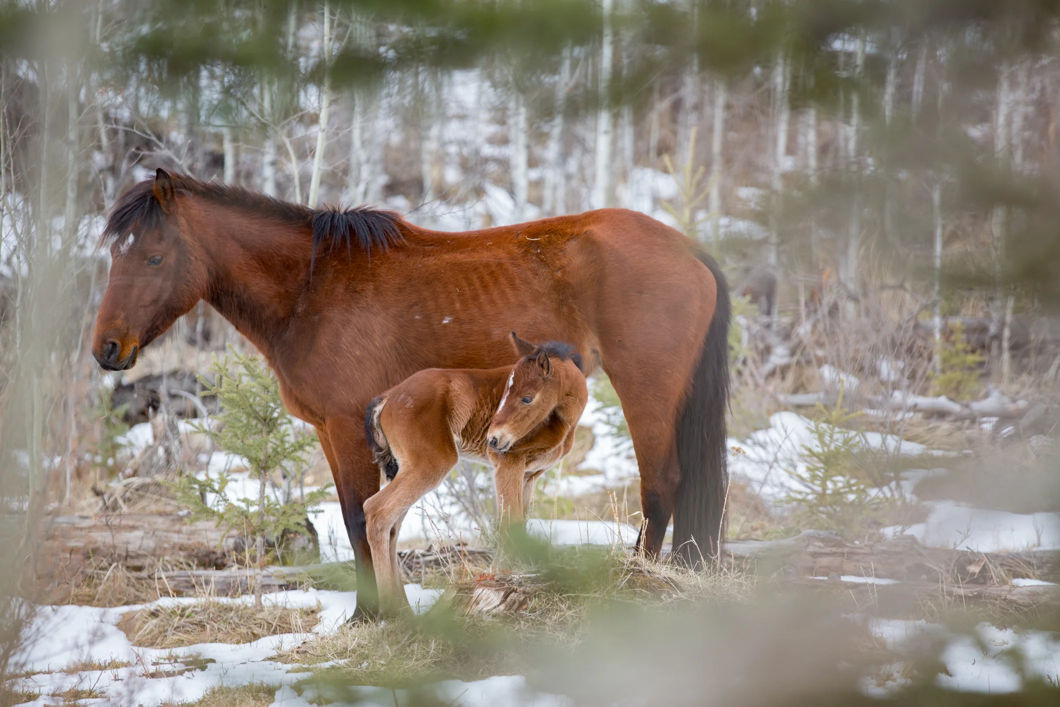 Wild Horses May 2019-2.jpg