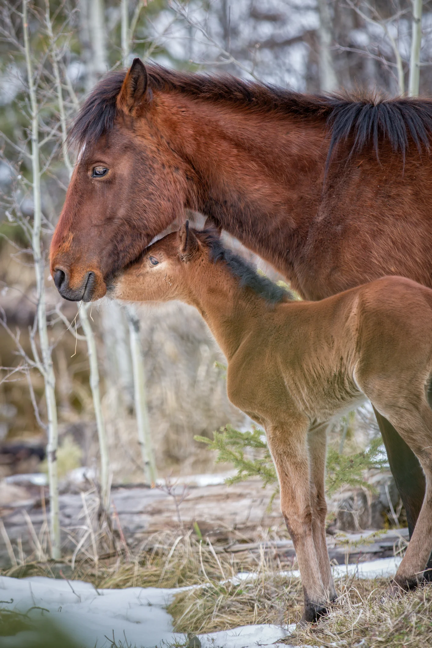 Wild Horses May 2019-5.jpg