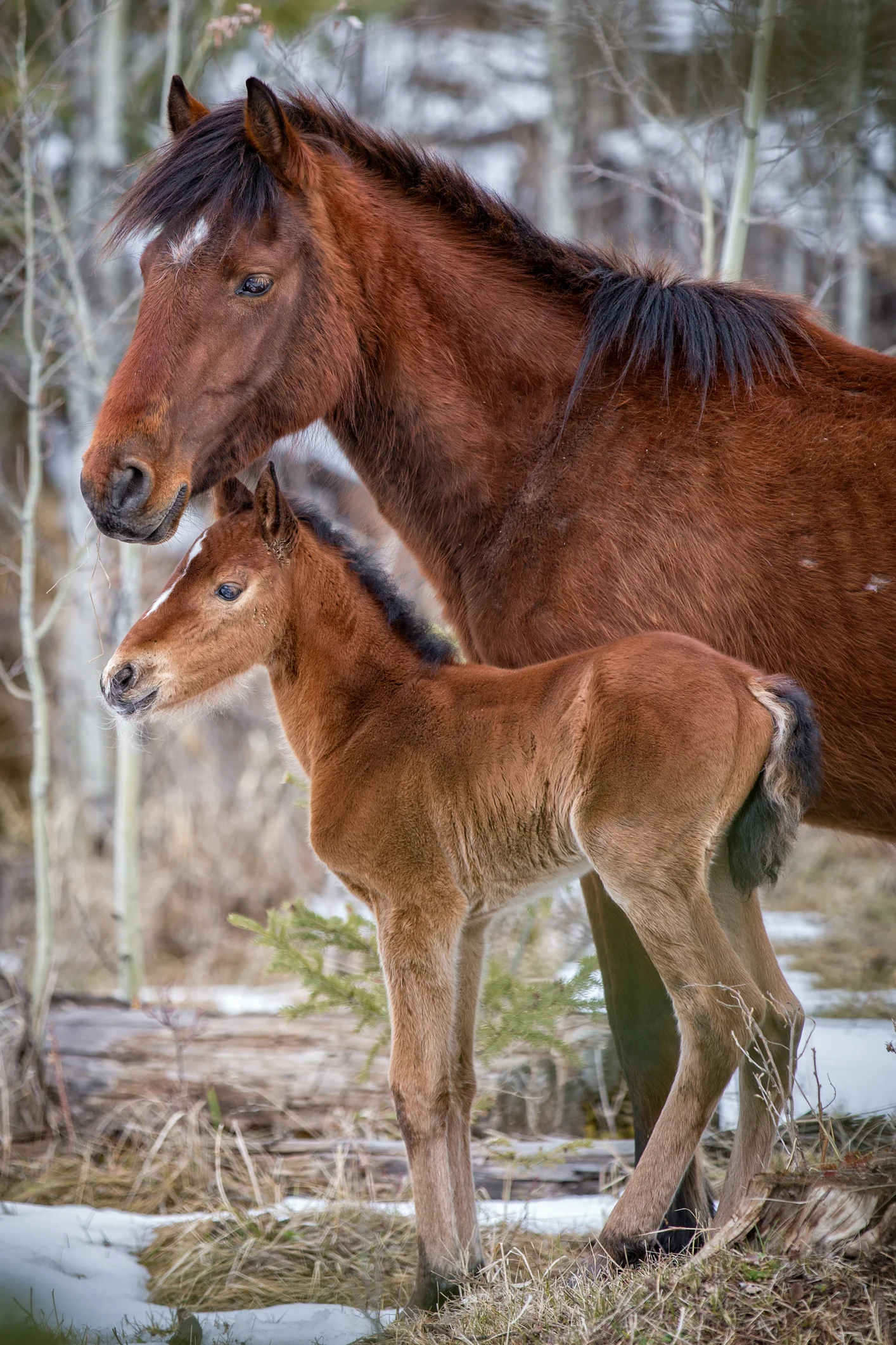 Wild Horses May 2019-8.jpg
