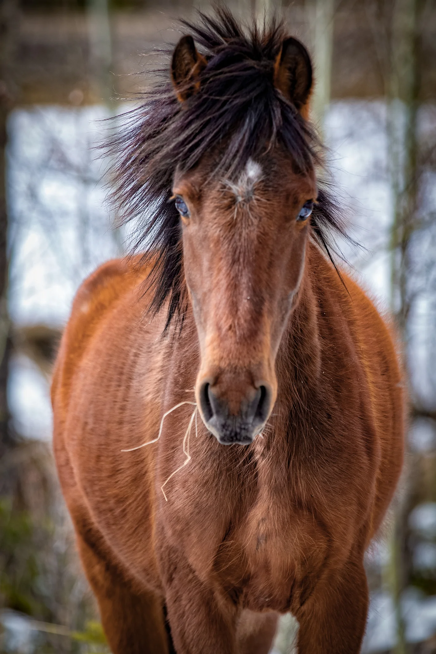 Wild Horses May 2019-9.jpg
