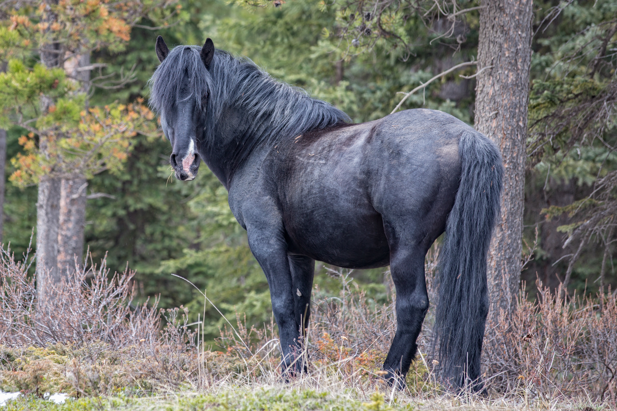 Wild Horses May 2019-10.jpg