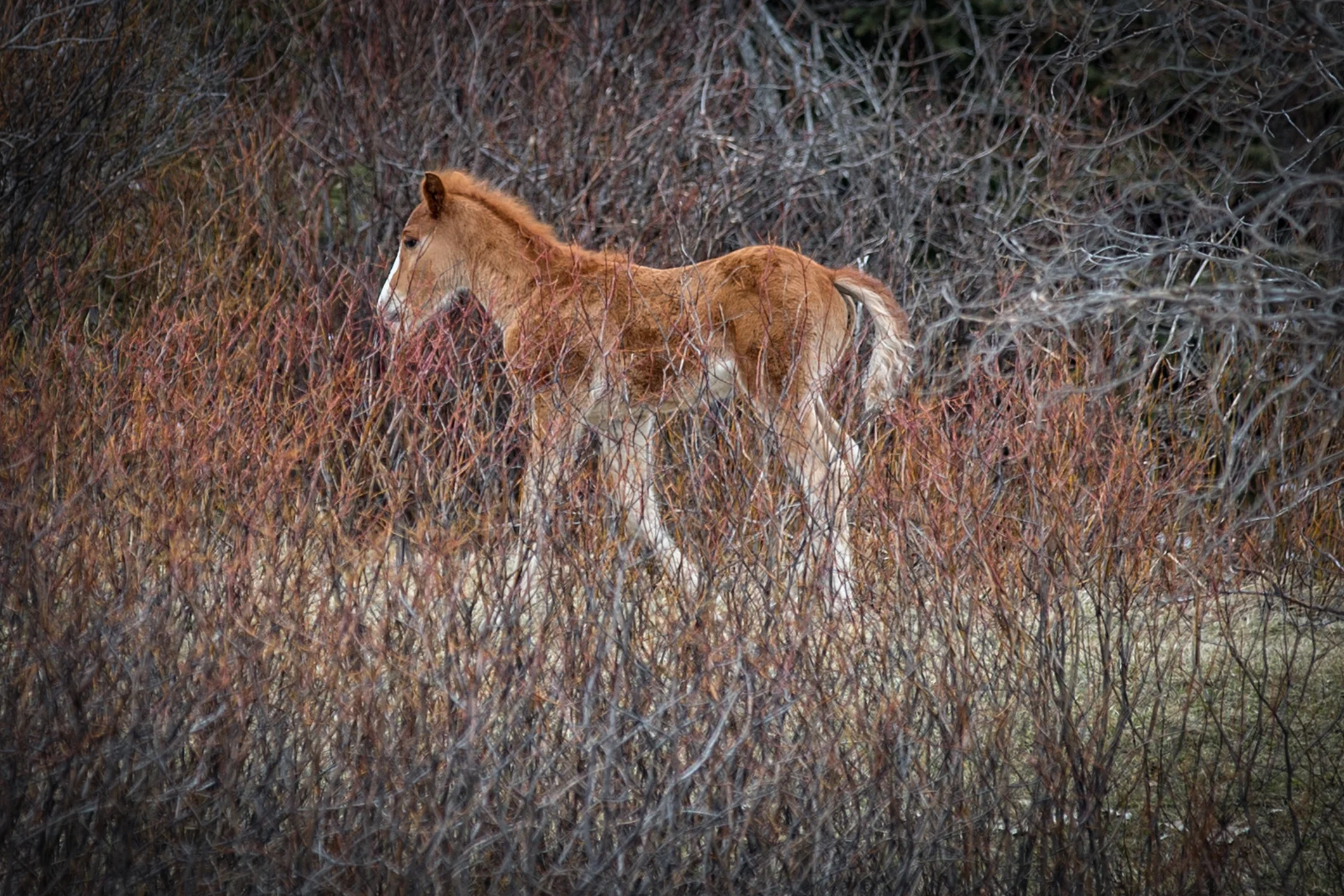 Wild Horses May 2019-11.jpg