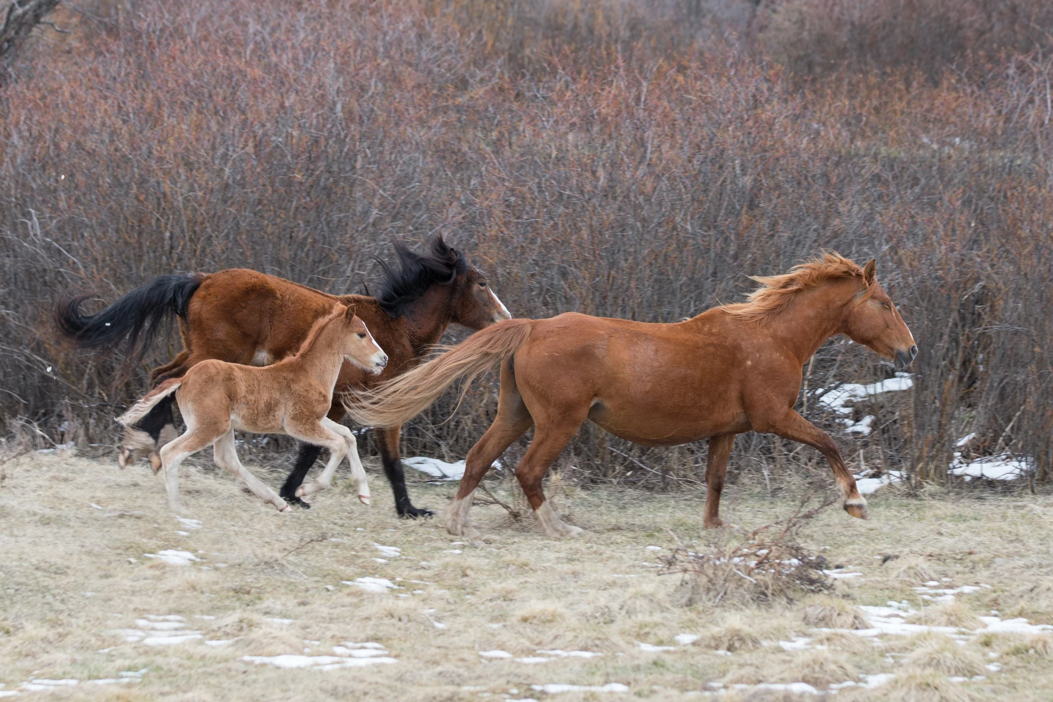 Wild Horses May 2019-13.jpg