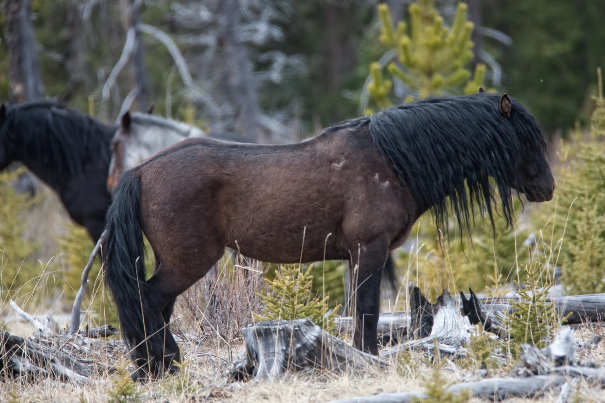 Wild Horses May 2019-14.jpg