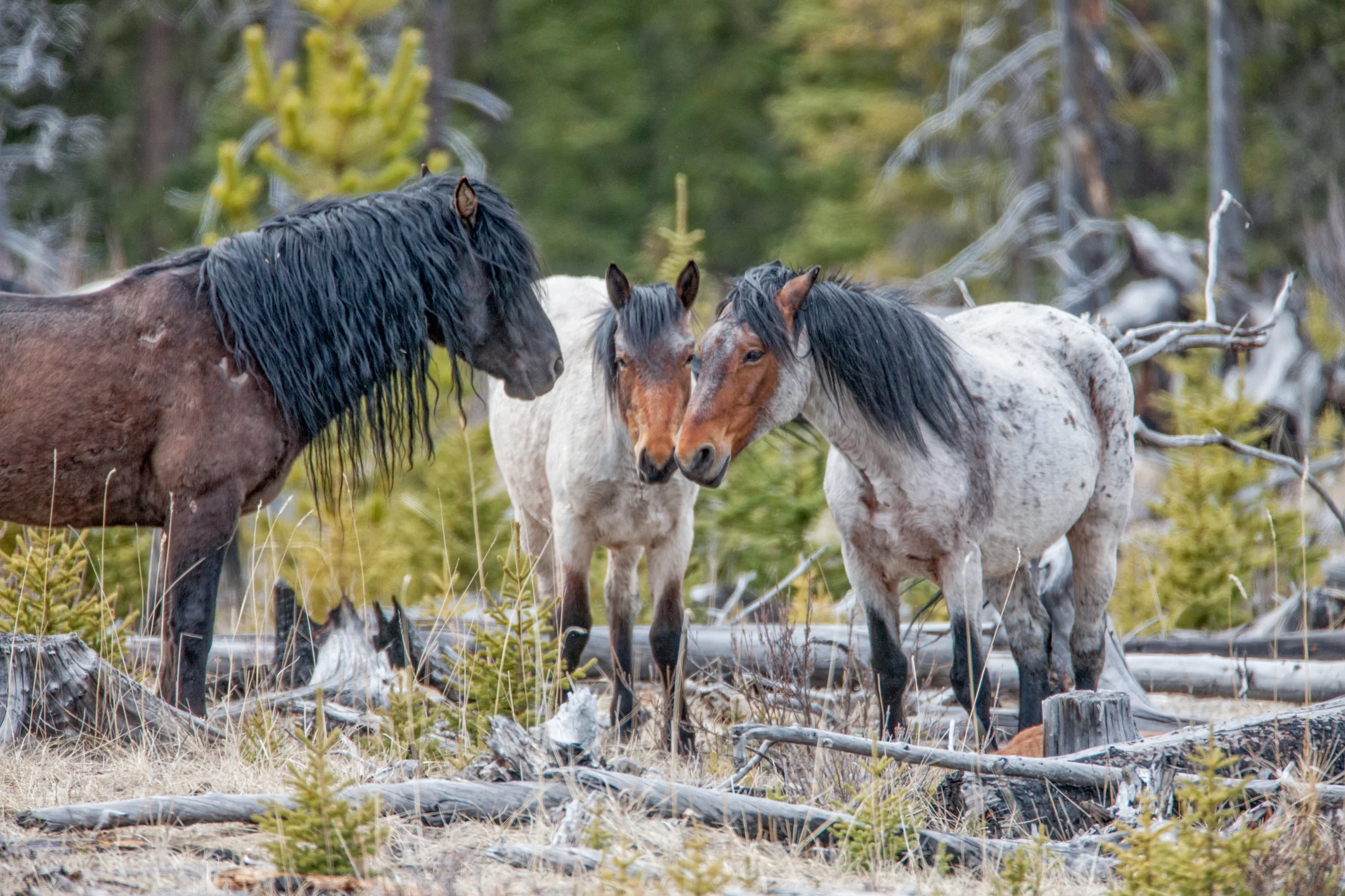 Wild Horses May 2019-15.jpg
