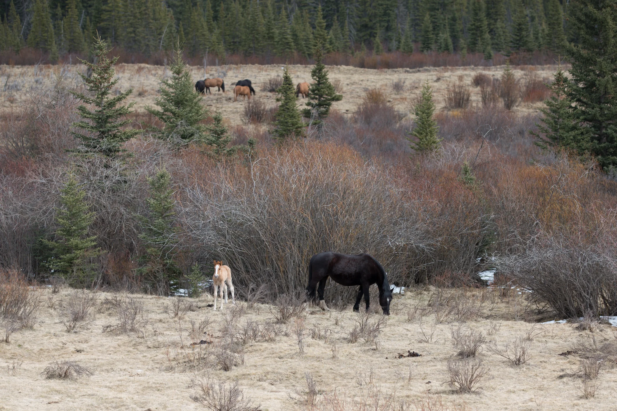 Wild Horses May 2019-16.jpg
