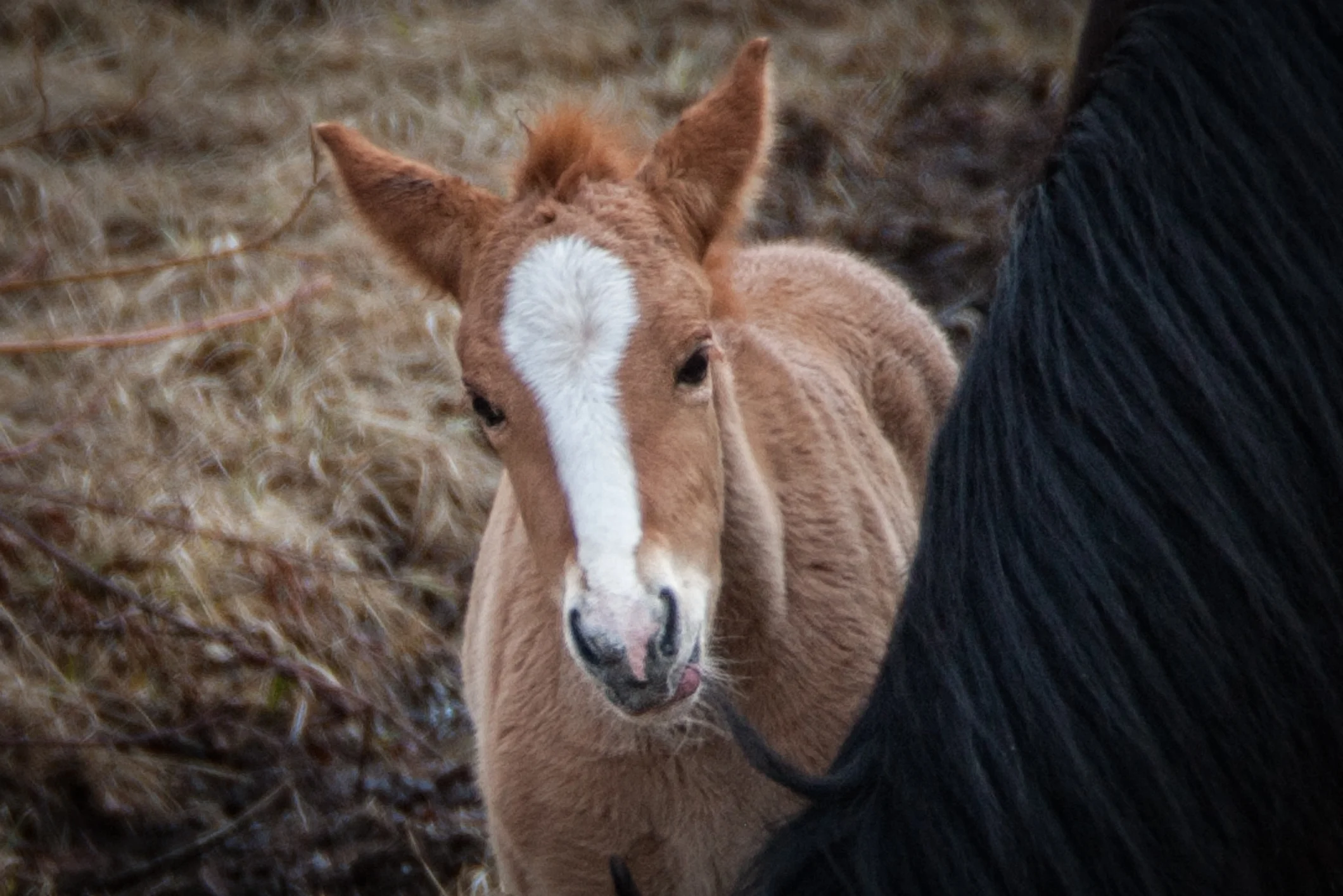 Wild Horses May 2019-20.jpg