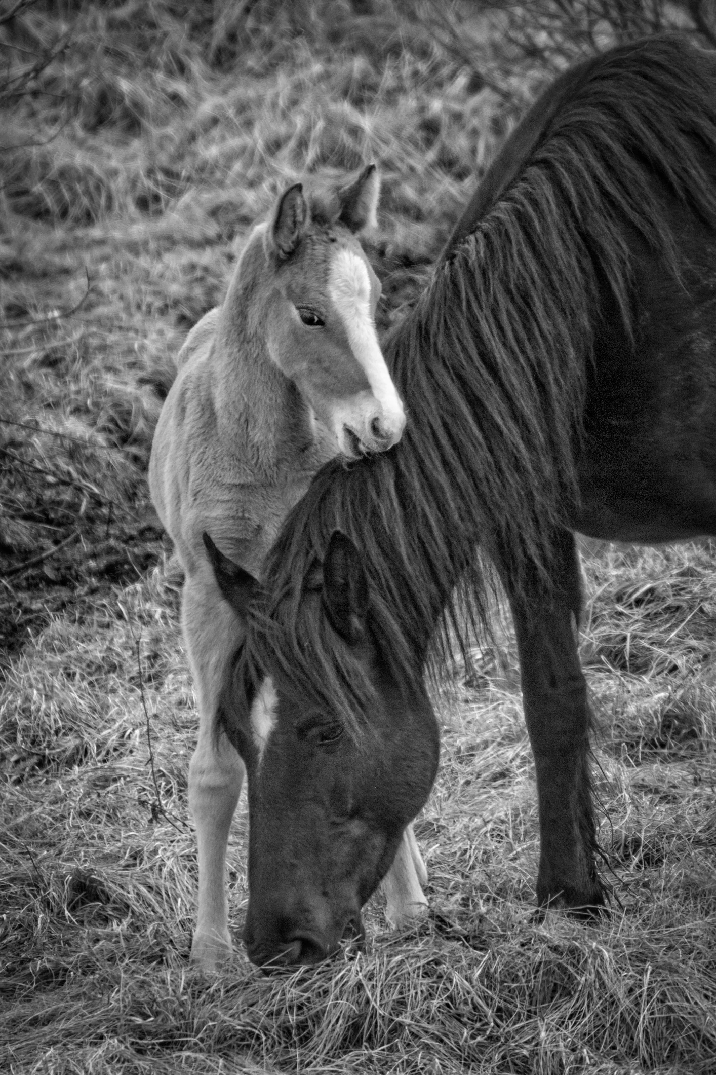 Wild Horses May 2019-19.jpg