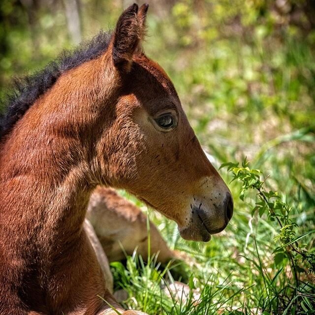 It&rsquo;s baby season!  We&rsquo;ve been busy  photographing our clients&rsquo; 2020 foal crop!  This is our favorite time of year!!! #mountainviewphotographicservices #mvps #mvps_equine #equinephotographers #equinephotography #horses #horsesofinsta