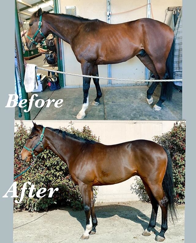 Our amazing thoroughbred, &ldquo;Tiny&rdquo; Ovaltine has gone through quite the transformation since becoming a Calypso horse! 😍 💕Thanks to the wonderful team at @millenniumfarmca and all of YOU for helping us make dreams come true for horses... ❤