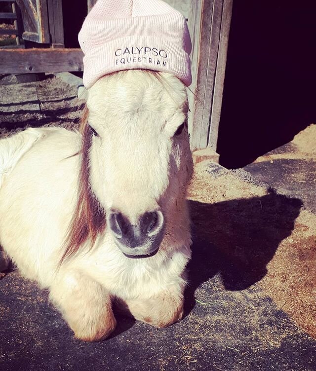 Showing his support during a snooze in the glorious BC sunshine 💙☀️🇨🇦