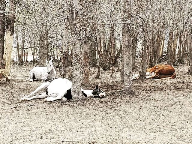 The very special Moo enjoying a snooze with his pals. Nothing better than that!!! 💙🦄💙