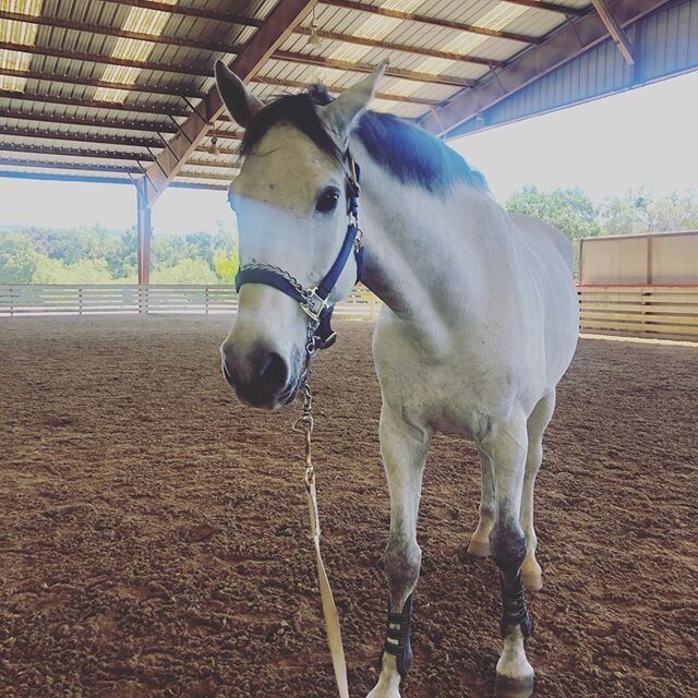 After a successful colic surgery on New Year&rsquo;s Day, and all the amazing care and rehab from @millenniumfarmca , GB is finally getting ready to start back again! We can&rsquo;t wait to get to know more of this really sweet horse and find out wha