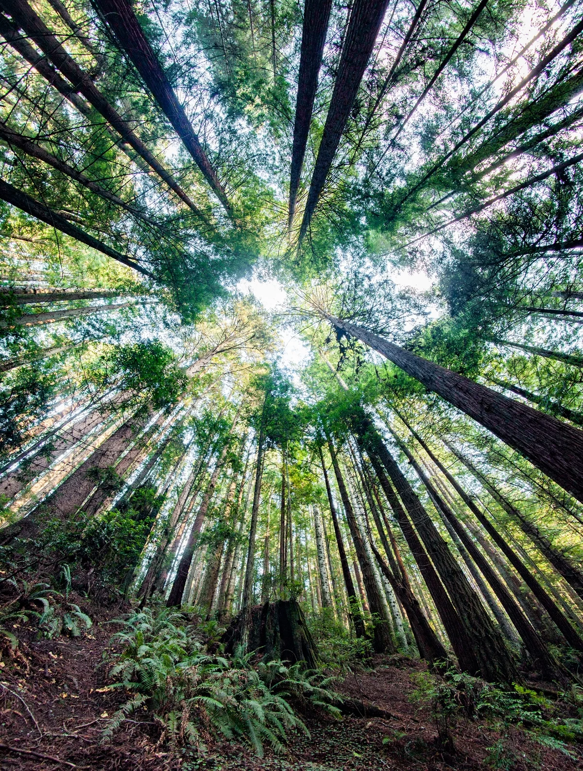 Redwoods.jpg