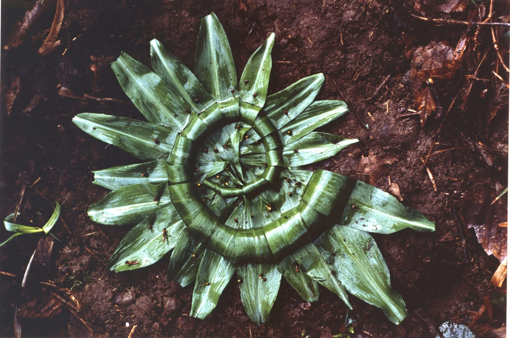 Andy_593-Goldsworthy-A-Garlic-Leaves-creased-and-folded-Scaur-Glen-Dumfriesshire.jpg