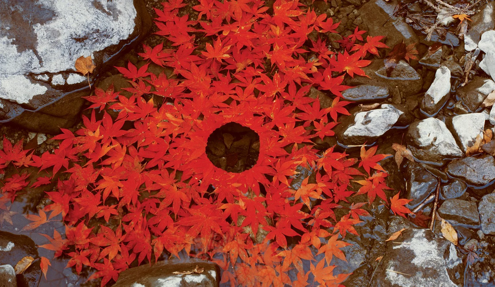Andy-Goldsworthy_RedLeaves.jpg