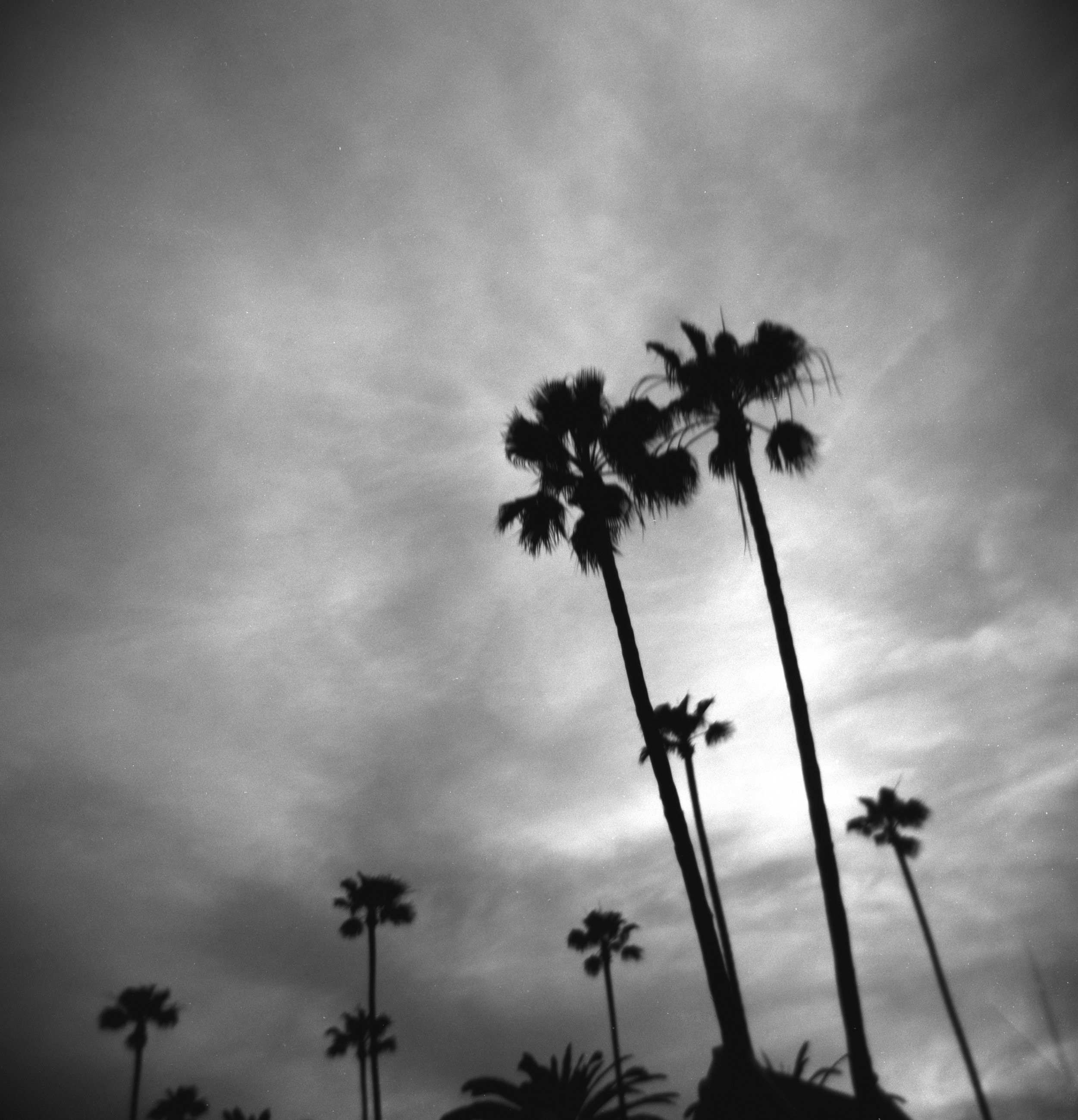 LA Palms 1(rtchd).jpg