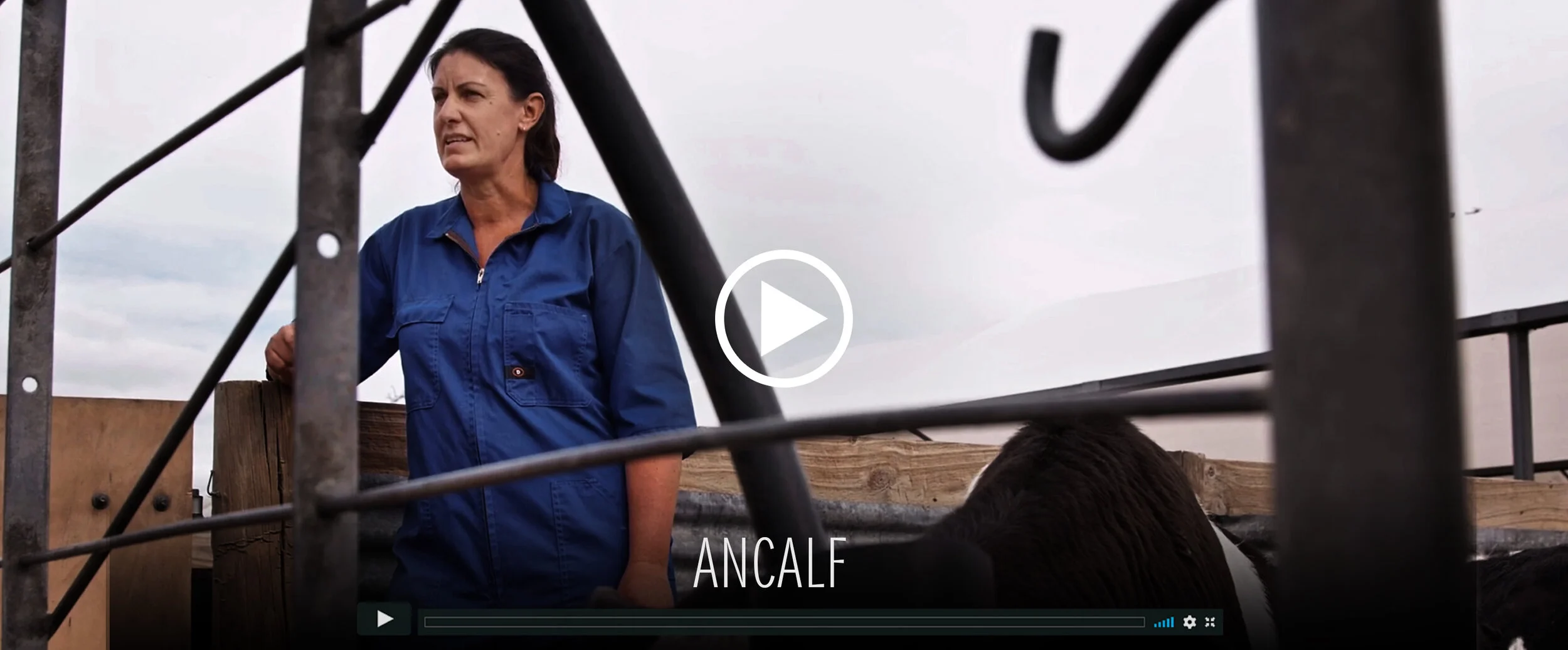  ANCALF, Calf milk replacer 