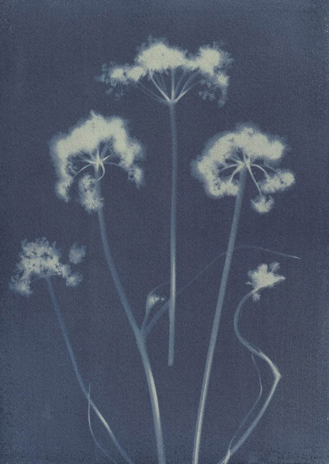Daucus Carota_web.jpg