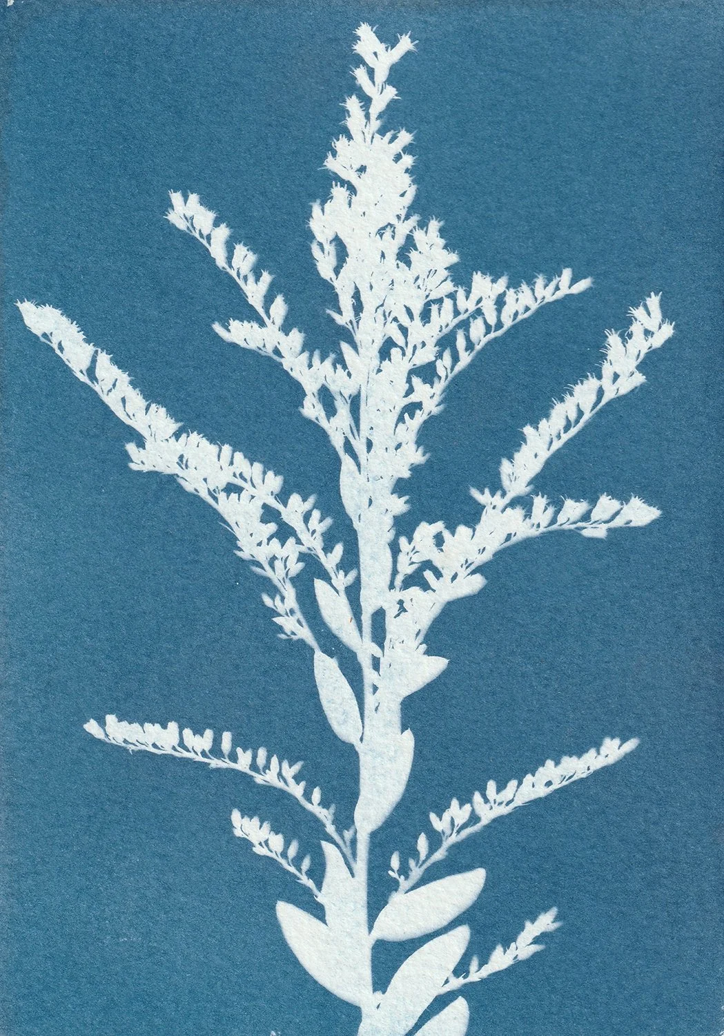Solidago_web.jpg