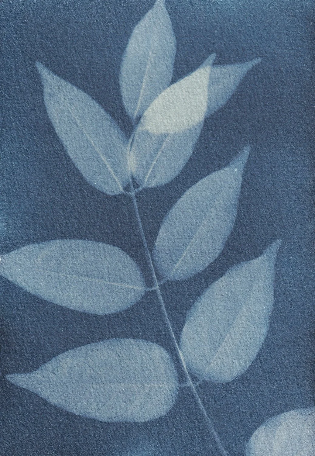 dynamic_Wisteria 2_web.jpg