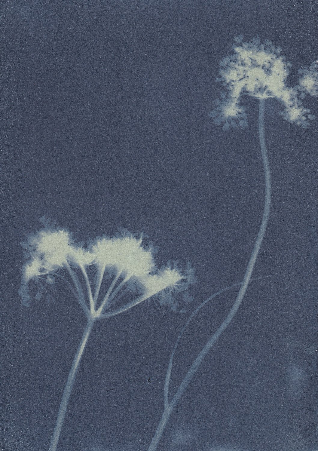 Daucus Carota 2_web.jpg