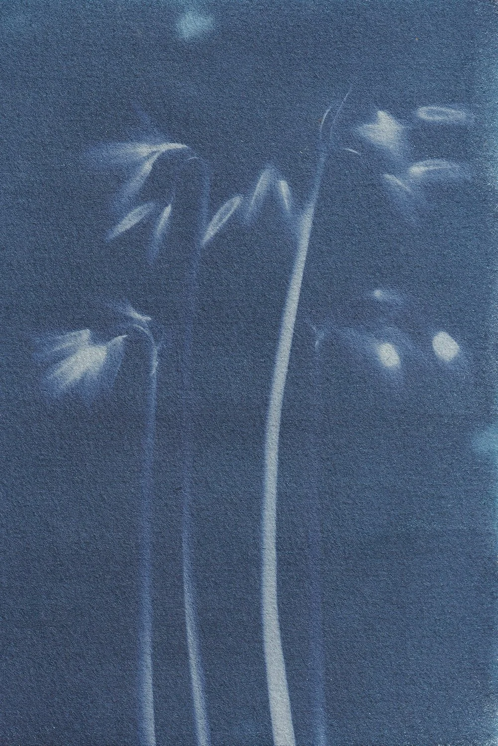 dynamic_Allium triquetrum_web.jpg